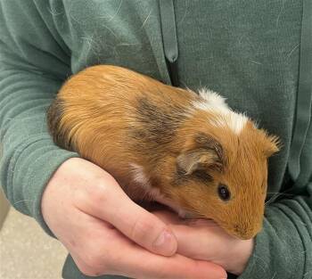 Rescue Short Haired Guinea Pigs for Adoption in Prince Frederick, Maryland - Gingersnap | PetCurious